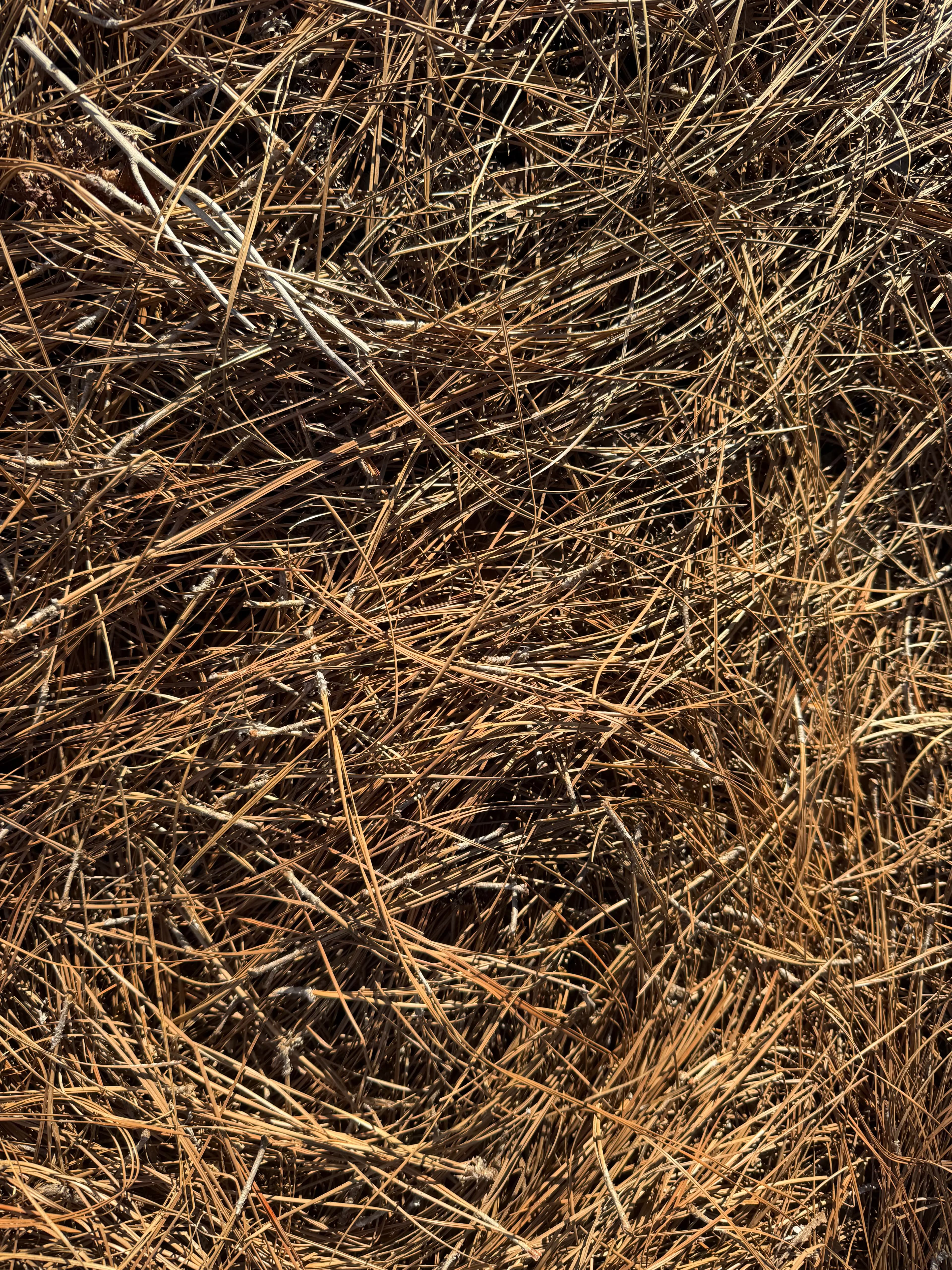Straw Background